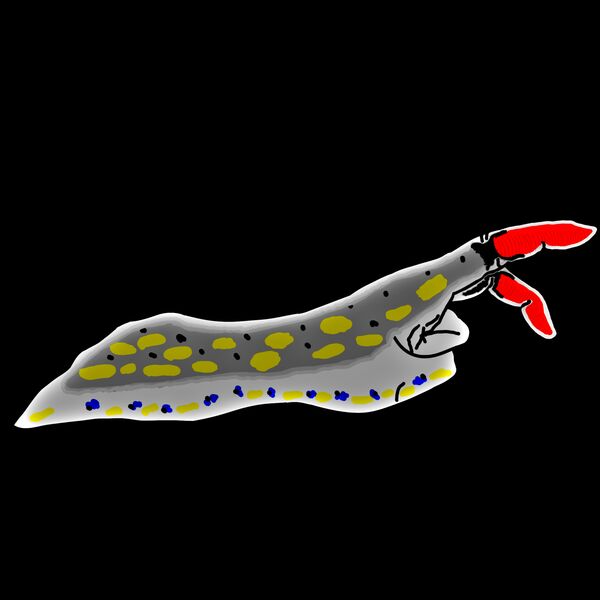Nudi Hand Hypselodoris confetti Thumbnail