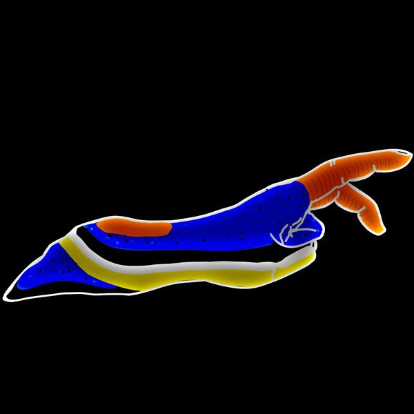 Nudi Hand Chromodoris annae Thumbnail