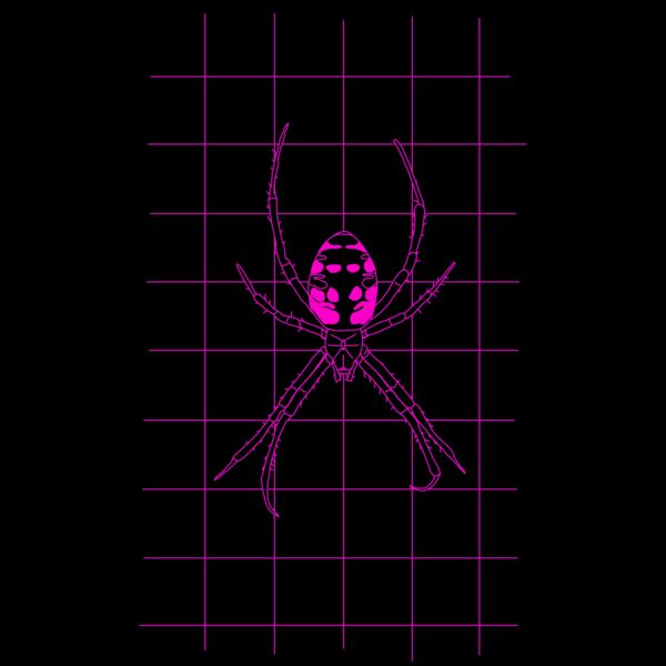GRID DRAWING of a Argiope pink Thumbnail