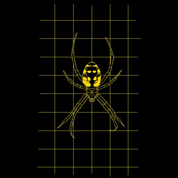 GRID DRAWING of a Argiope yellow  Thumbnail