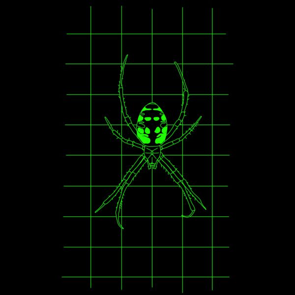 GRID DRAWING of a Argiope green  Thumbnail
