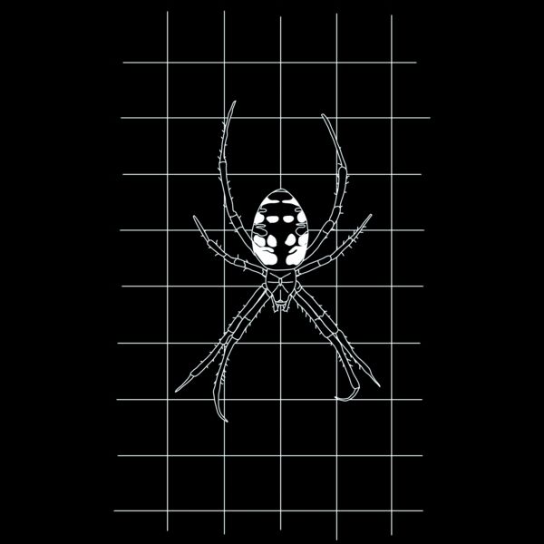 GRID DRAWING of a Argiope white  Thumbnail