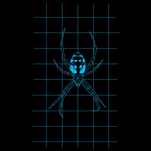 GRID DRAWING of a Argiope blue  Thumbnail