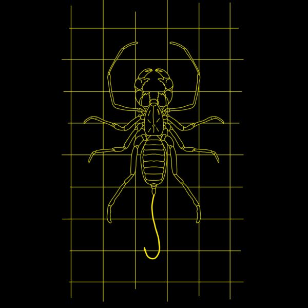 GRID DRAWING of a whip scorpion in yellow  Thumbnail