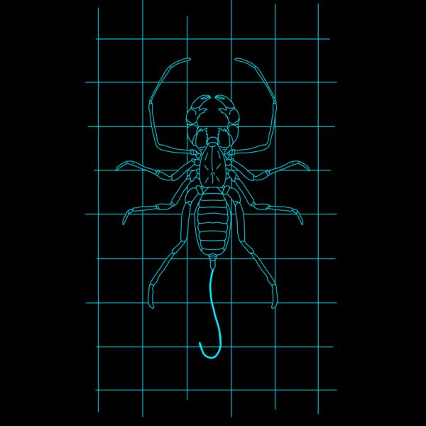 GRID DRAWING of a whip scorpion in blue  Thumbnail