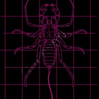 GRID DRAWING of a whip scorpion in pink  Thumbnail
