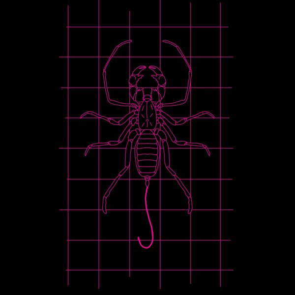 GRID DRAWING of a whip scorpion in pink  Thumbnail