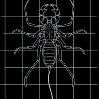 GRID DRAWING of a whip scorpion in white  Thumbnail