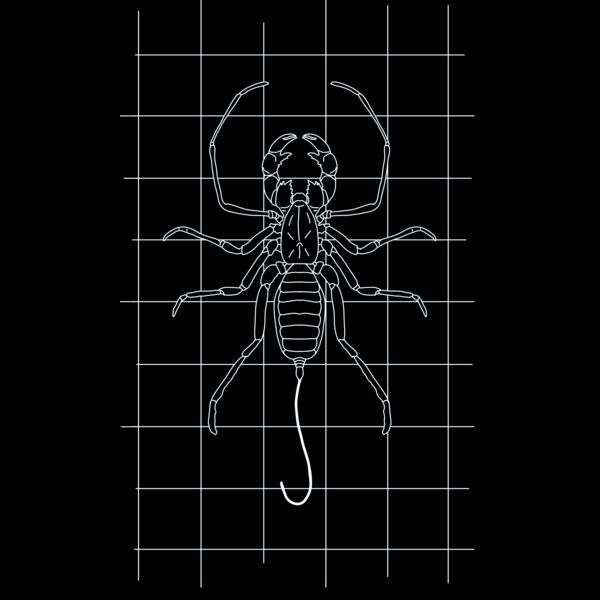 GRID DRAWING of a whip scorpion in white  Thumbnail