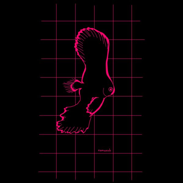 Pink spadefish Thumbnail