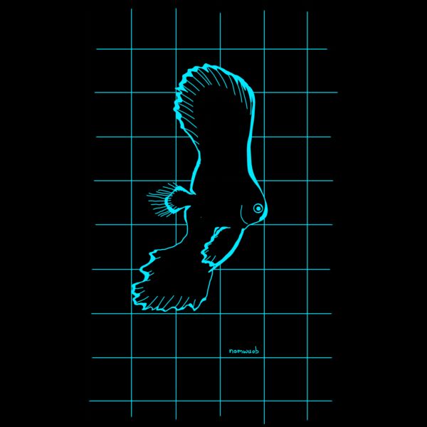 Blue spadefish  Thumbnail