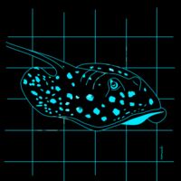 Blue spotted stingray Thumbnail