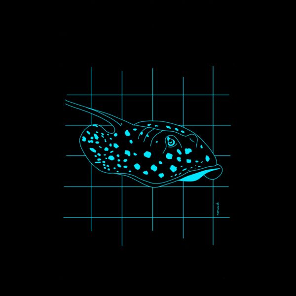 Blue spotted stingray Thumbnail