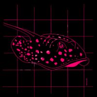 Pink spotted stingray  Thumbnail