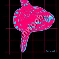 Pink Mola mola Thumbnail