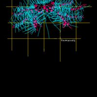 Hairy squat lobster Thumbnail