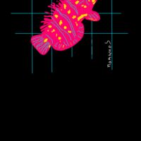 Reindeer wrasse Thumbnail