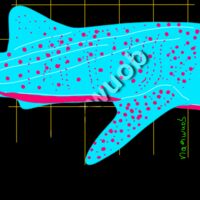 Whale shark  Thumbnail