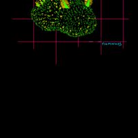 Jorunna parva  Thumbnail